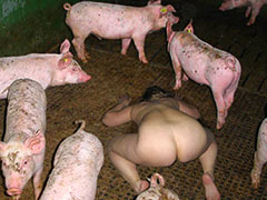 Pig slave